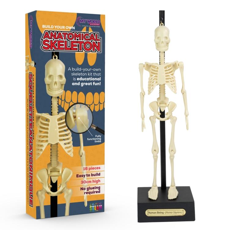 Anatomisches Skelett