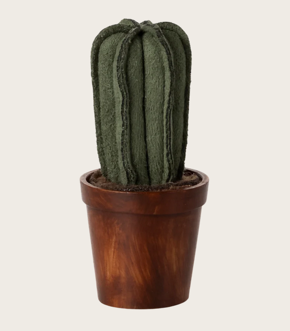 Blumentopf mit Kaktus