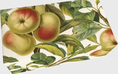 Apfel-Seife