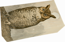 Waldseife