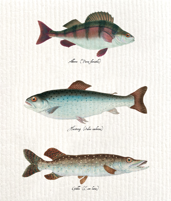 Reinigungslappen Fische