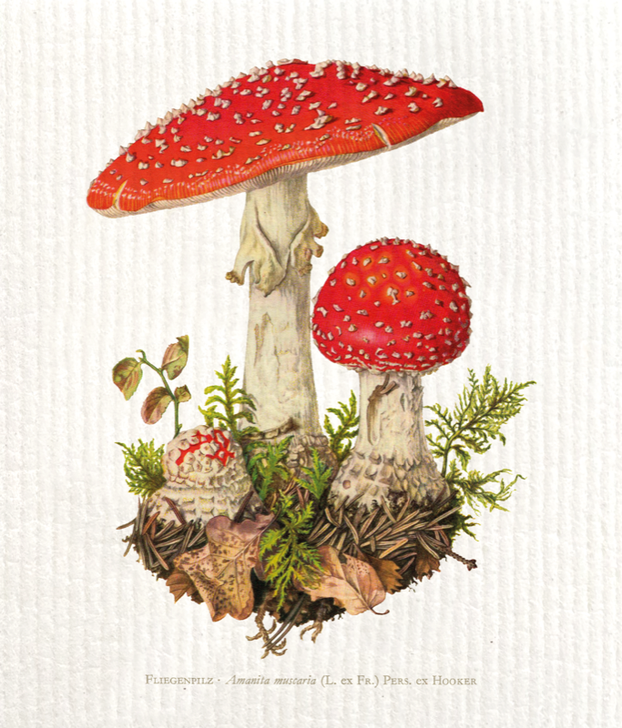 Chiffon de nettoyage champignon