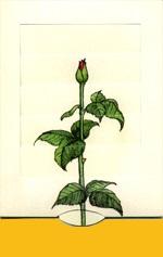 Cartes vivantes - Rose
