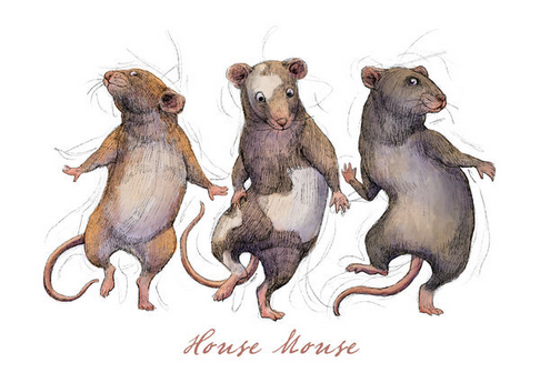 House Mouse