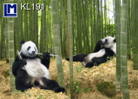 GREAT PANDA