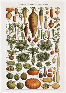 Torchon à légumes