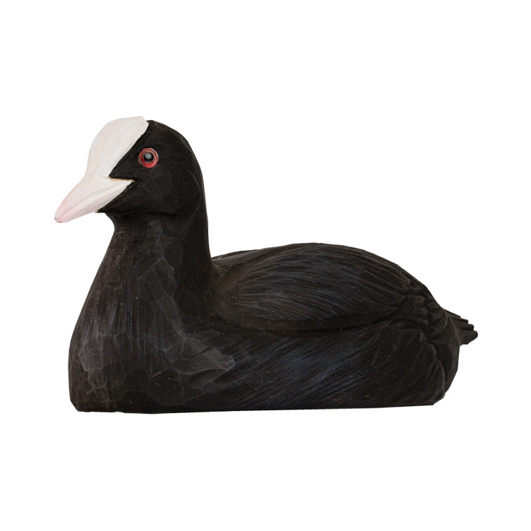 Flaschenöffner Bläßhuhn