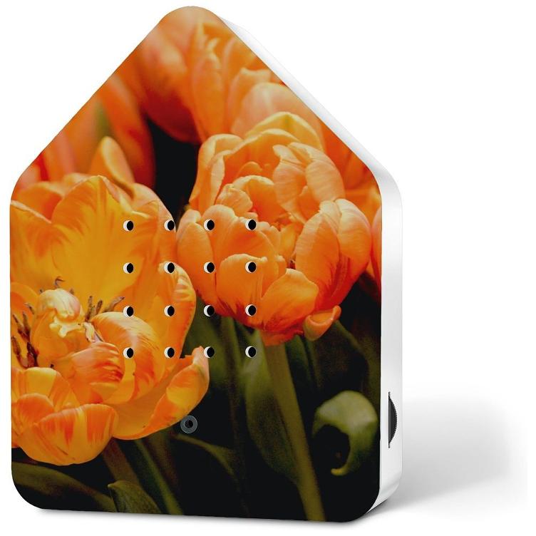 Zwitscherbox Style Blossom Apricot Star